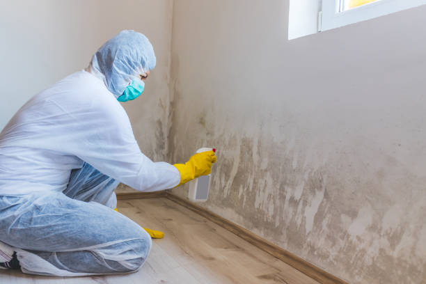 Mold Remediation specialist working in Springfield